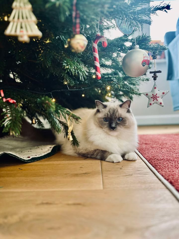 /images/Galeria/Képek gazdiktól (Pictures from owners)/Timó.jpg